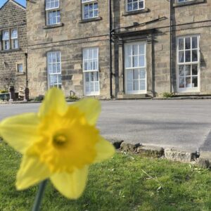 Thorpe House - Daffodil
